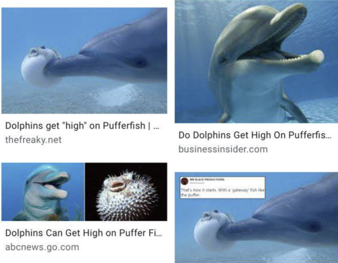 common bottlenose dolphin - Dolphins get "high" on Pufferfish | ... thefreaky.net Do Dolphins Get High On Pufferfis... Dolphins Can Get High on Puffer Fi... abcnews.go.com businessinsider.com