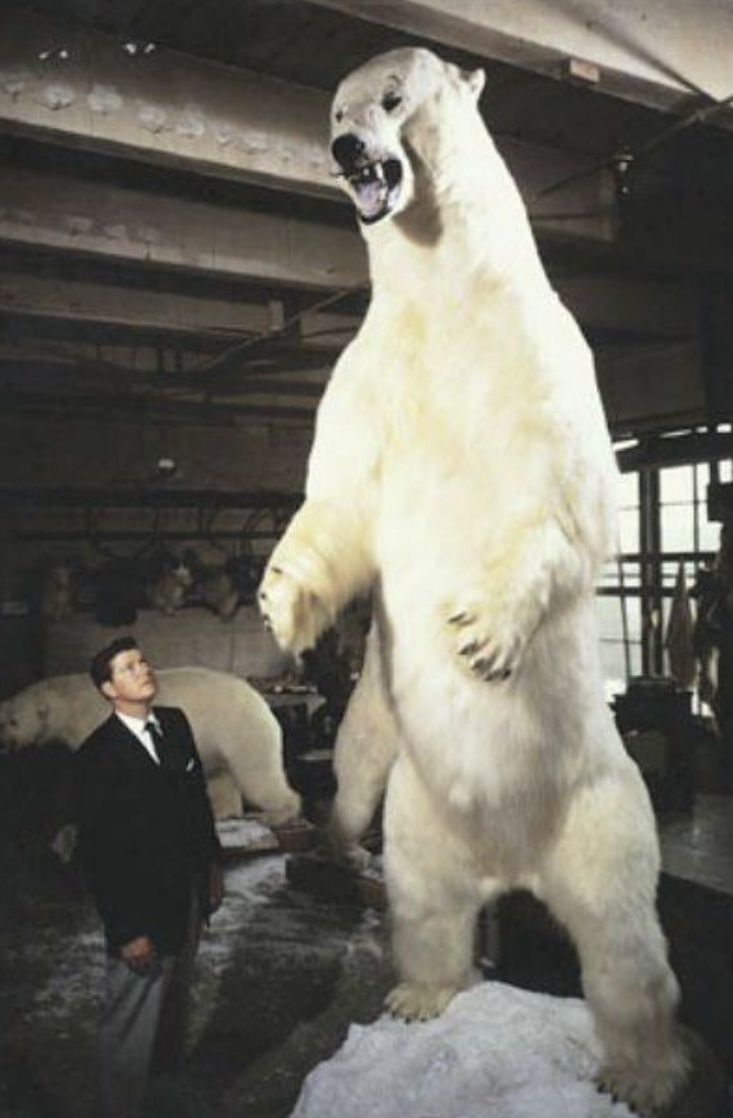 biggest polar bear