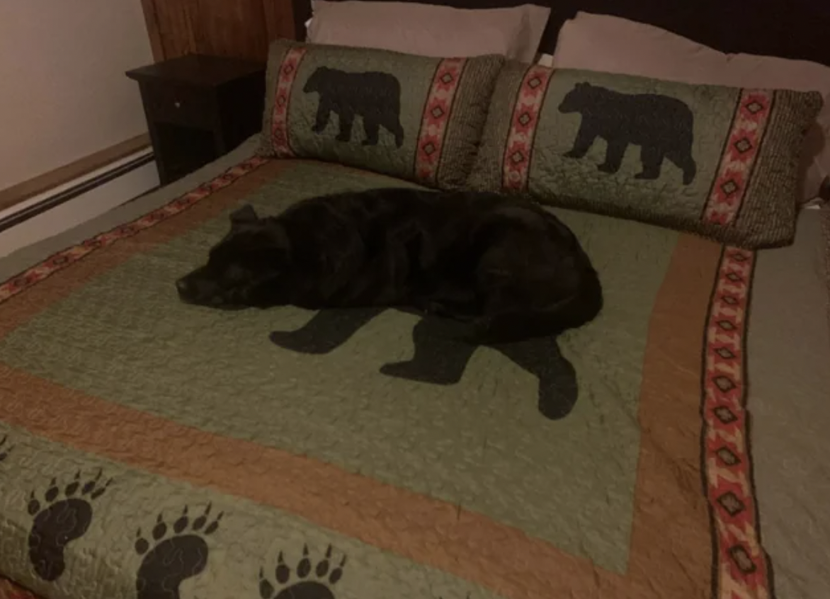 dog on bear blanket - E