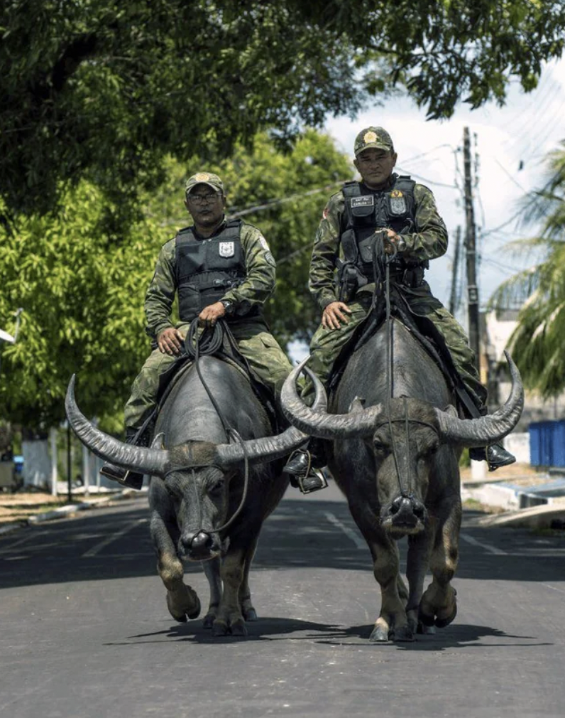 water buffalo police brazil