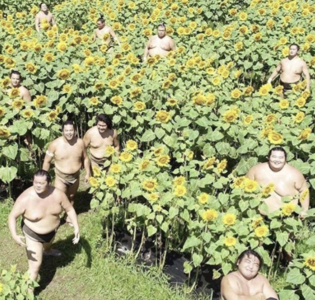sumo wrestlers in a sunflower field