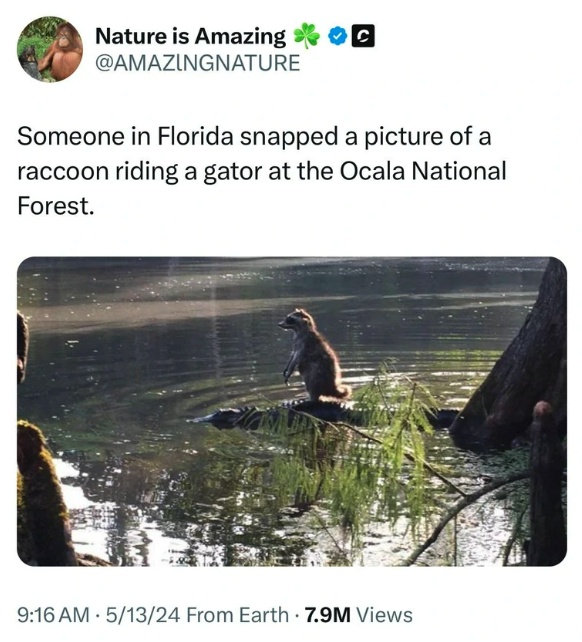 raccoon riding alligator meme - Nature is Amazing C Someone in Florida snapped a picture of a raccoon riding a gator at the Ocala National Forest. 51324 From Earth 7.9M Views