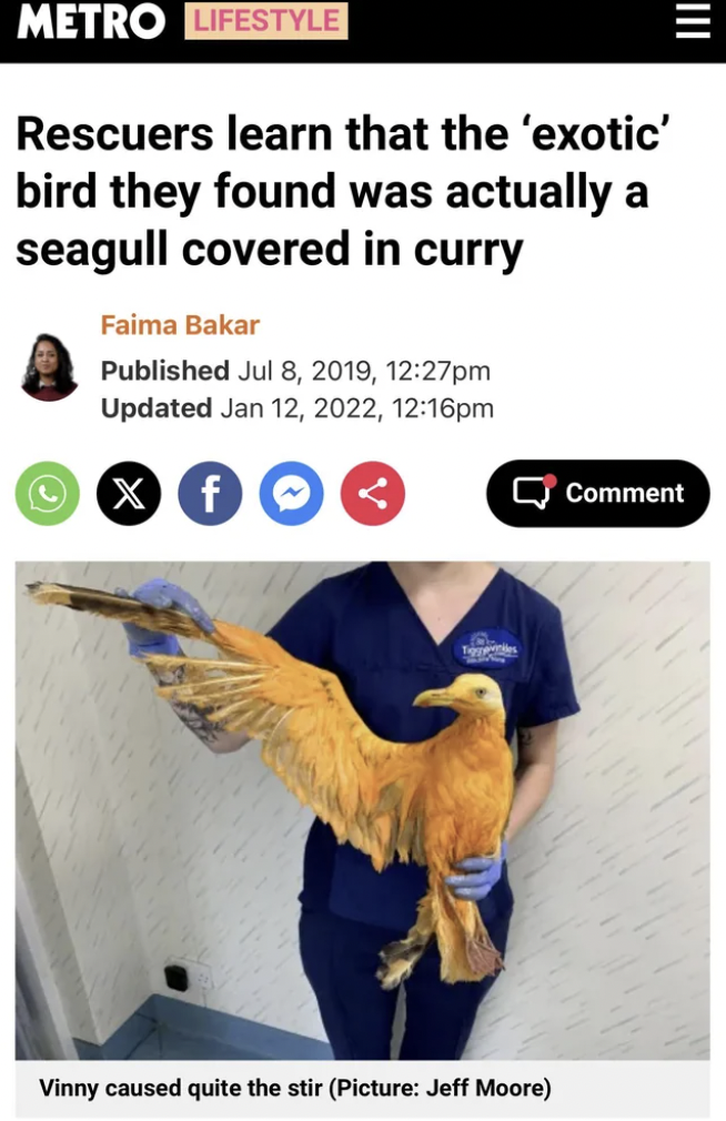 colorful seagull - Metro Lifestyle Rescuers learn that the 'exotic' bird they found was actually a seagull covered in curry Faima Bakar Published , pm Updated , pm x f Iii Comment Vinny caused quite the stir Picture Jeff Moore