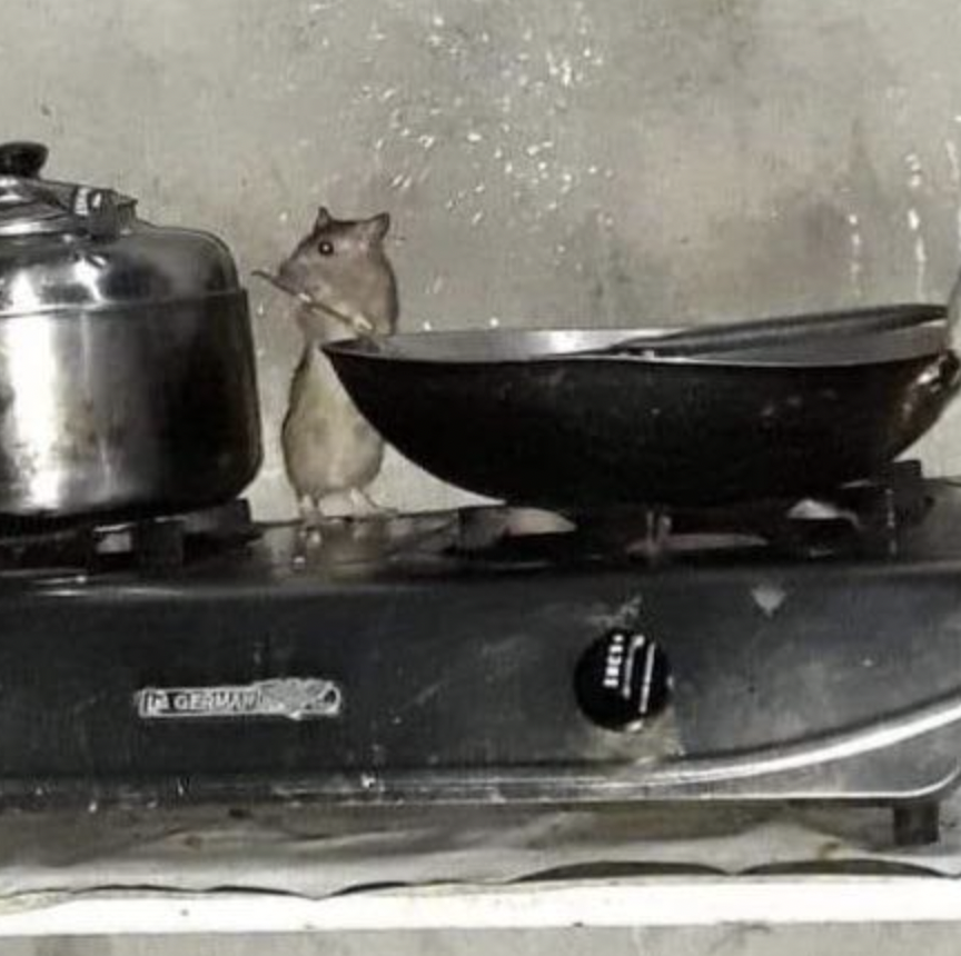 rat cooking food meme - 6381