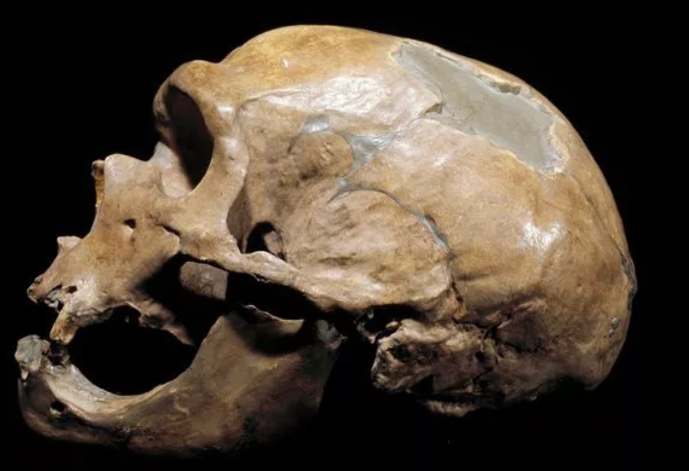 neanderthals skull