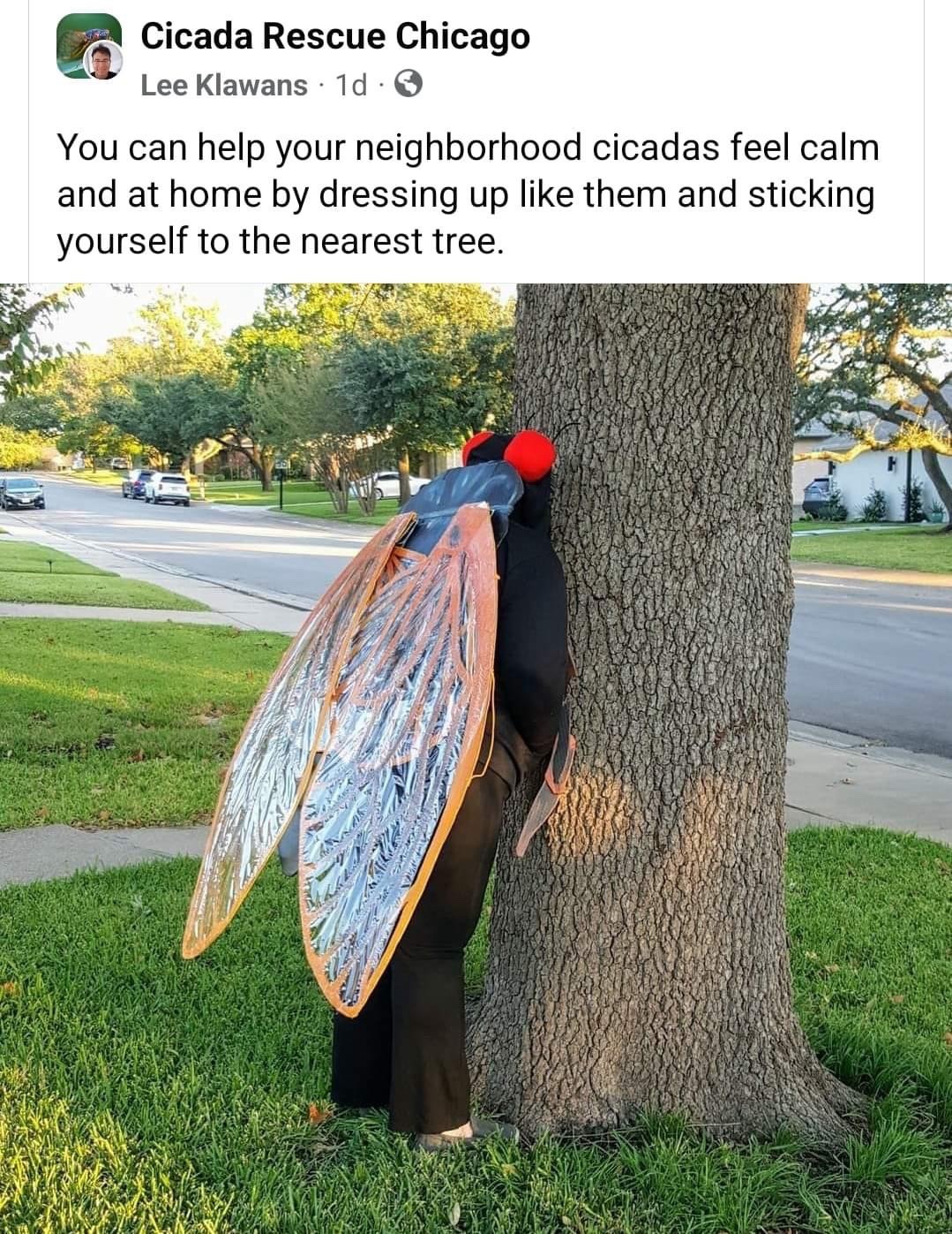 funny memes - Cicada Rescue Chicago Lee Klawans 1d. You can help your neighborhood cicadas feel calm and at home by dressing up them and sticking yourself to the nearest tree.