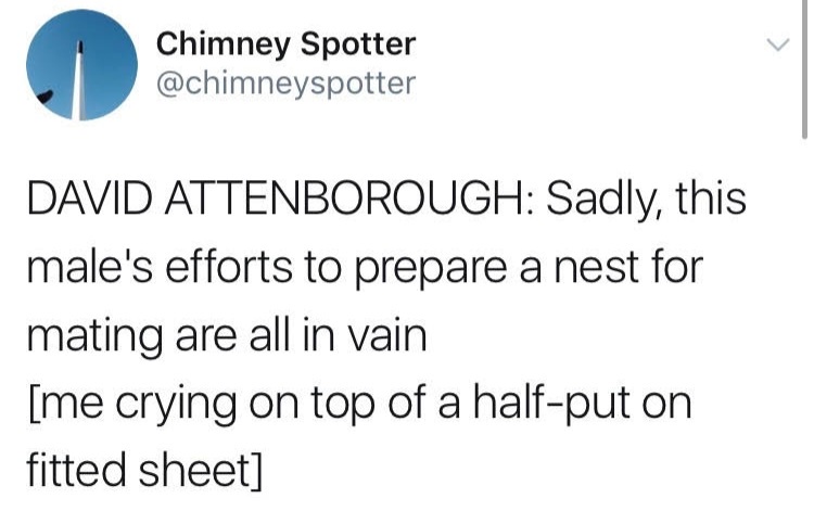 funny memes - screenshot - Chimney Spotter David Attenborough Sadly, this male's efforts to prepare a nest for mating are all in vain me crying on top of a halfput on fitted sheet