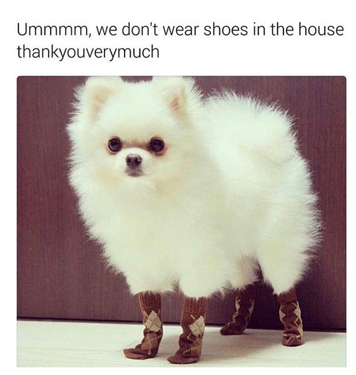 funny memes - animals wearing socks - Ummmm, we don't wear shoes in the house thankyouverymuch