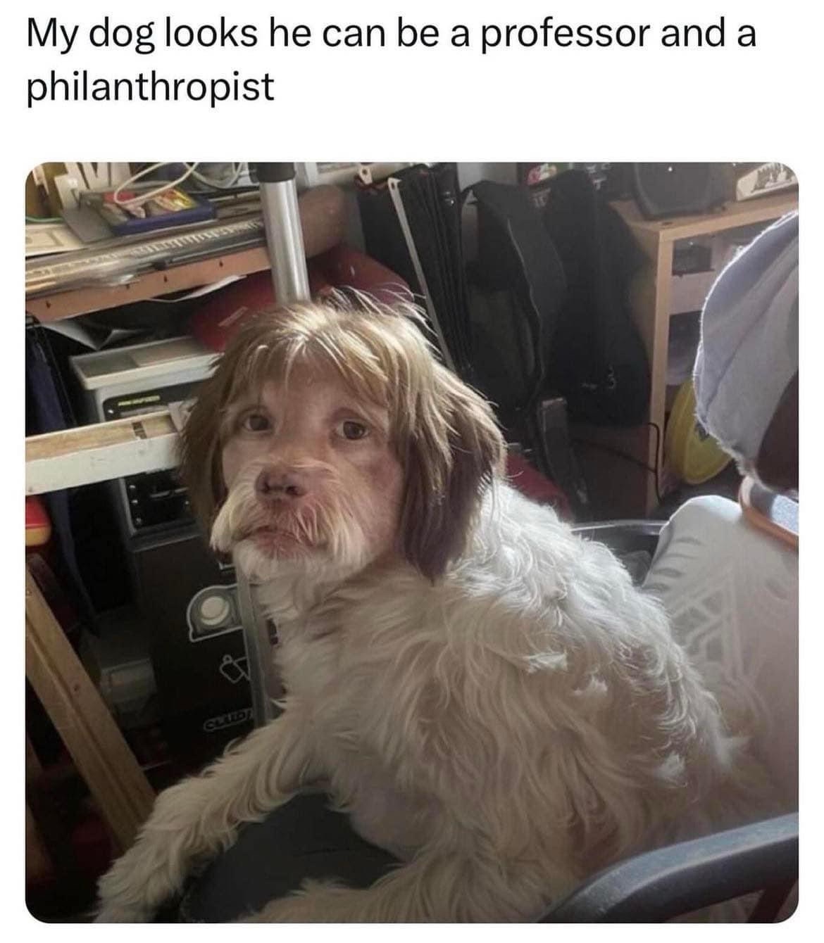funny memes - My dog looks he can be a professor and a philanthropist Clled