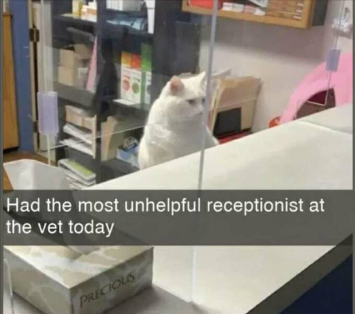 funny memes - veterinary receptionist memes - Had the most unhelpful receptionist at the vet today Precious