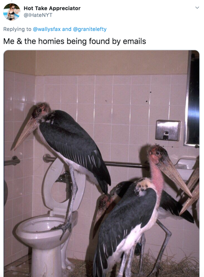 marabou storks in bathroom - Hot Take Appreciator and Me & the homies being found by emails