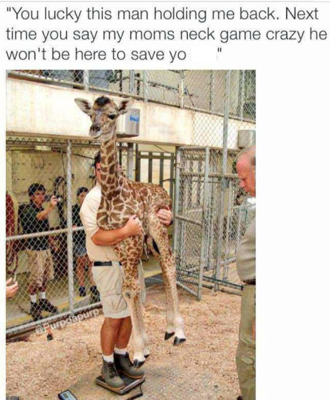 holding baby giraffe - "You lucky this man holding me back. Next time you say my moms neck game crazy he won't be here to save yo Purpdapuro