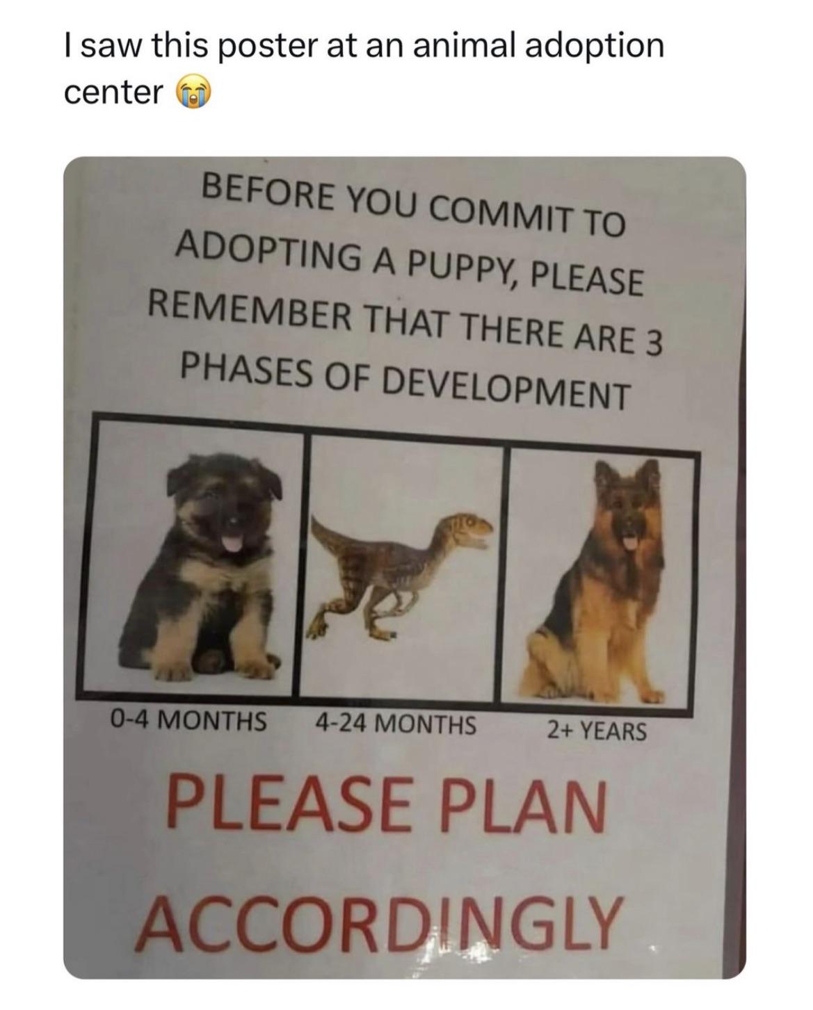 before you commit to adopting a puppy please remember that there are 3 phases of development - I saw this poster at an animal adoption center Before You Commit To Adopting A Puppy, Please Remember That There Are 3 Phases Of Development 04 Months 424 Month