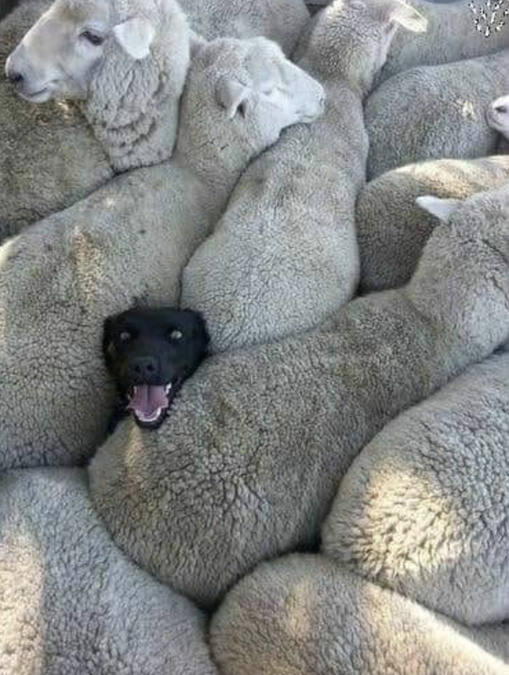 dog among sheep meme