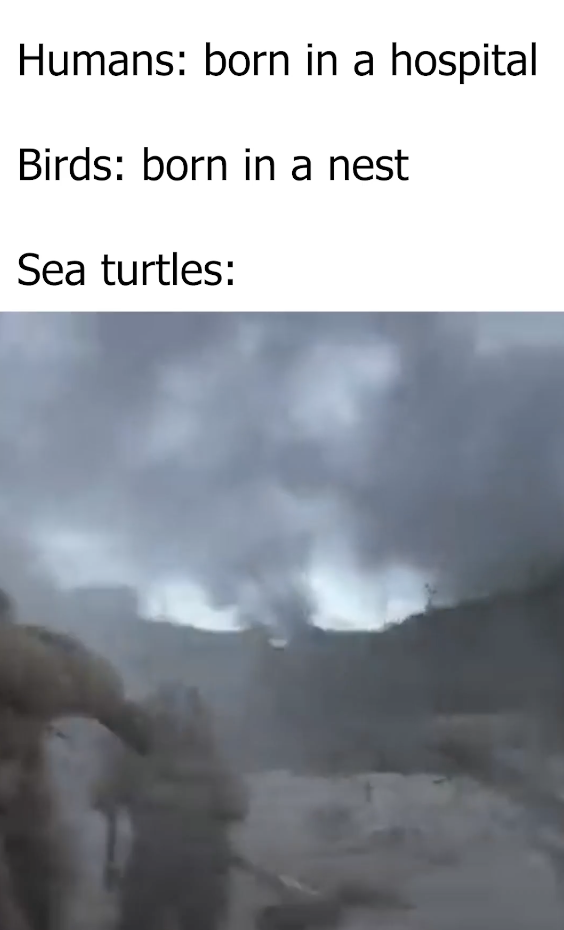 smoke - Humans born in a hospital Birds born in a nest Sea turtles