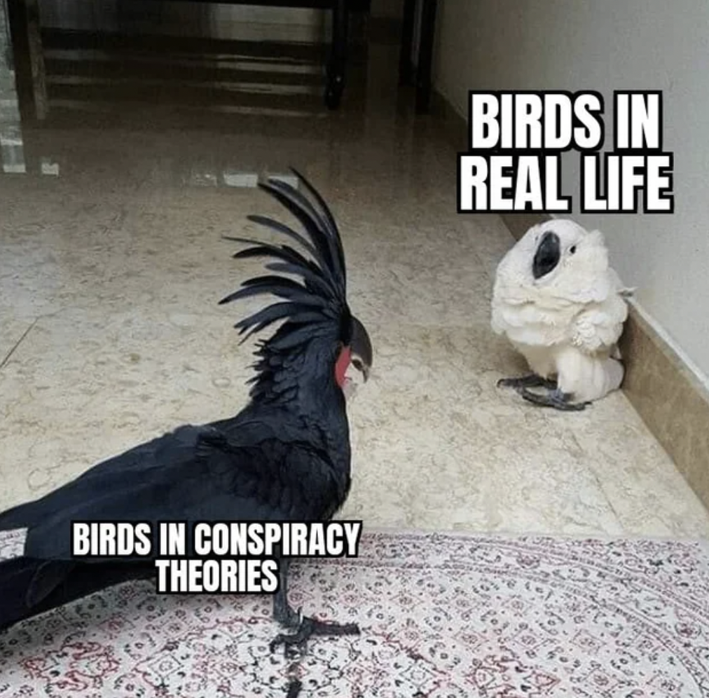 me secretly turned on meme - Birds In Conspiracy Theories Birds In Real Life