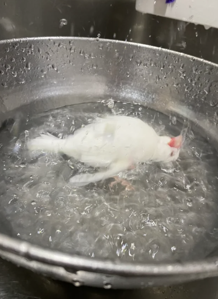 "My pet bird taking a bath looks like it's being boiled alive."