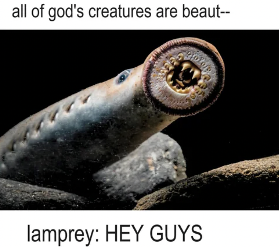 lamprey fish - all of god's creatures are beaut lamprey Hey Guys