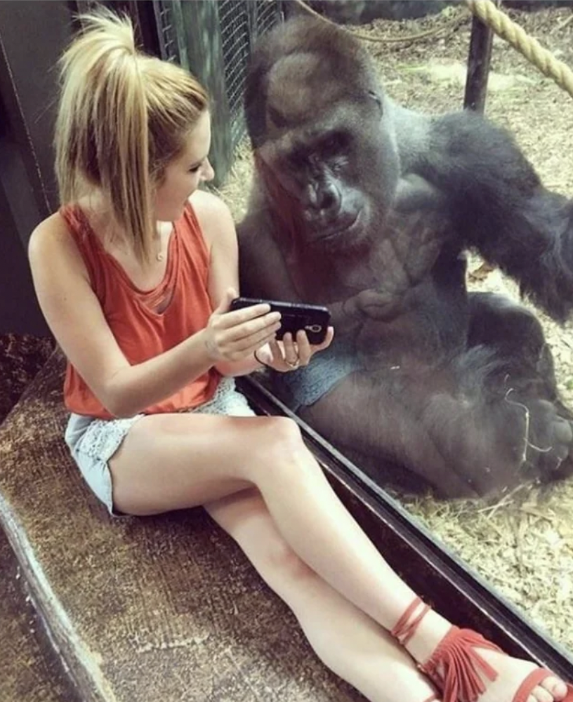 gorilla loves human