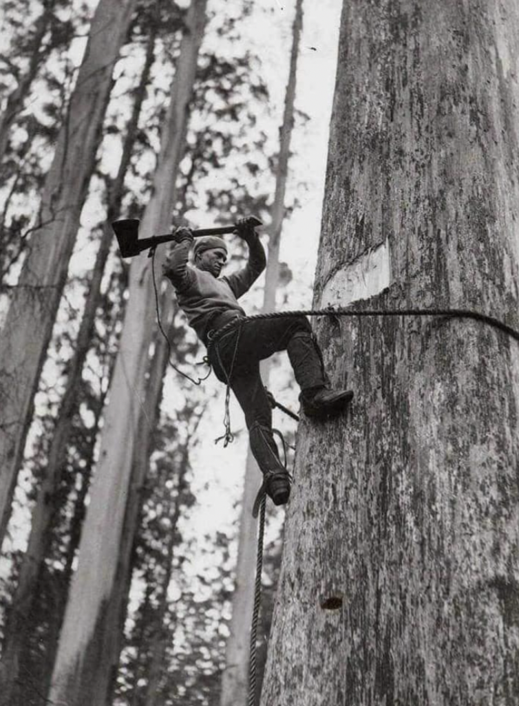 How lumberjacks used to cut trees in 1946.