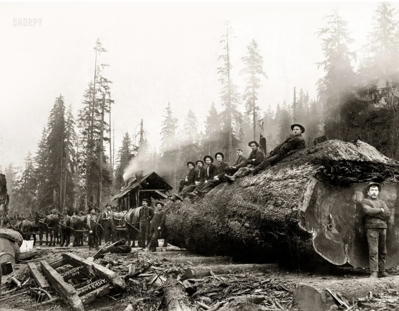 Lumberjacks sit on a giant spruce log 30 feet in circumference. Cascade Mountains, Washington, 1905.