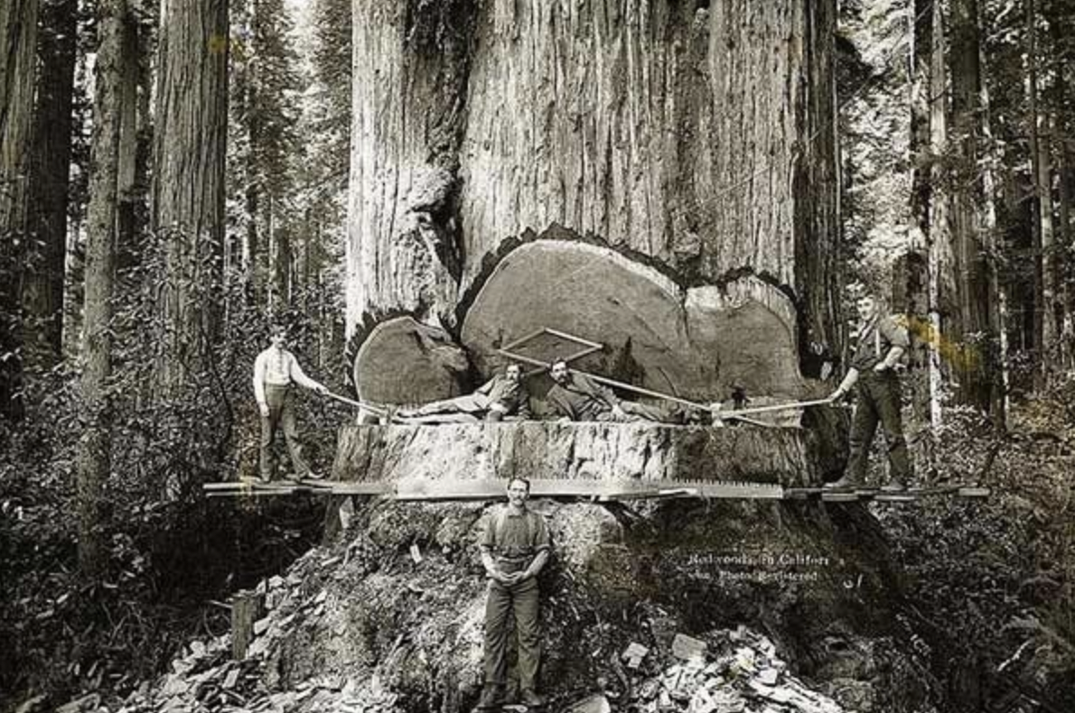 Five Californian lumberjacks work in the Redwoods, 1915.