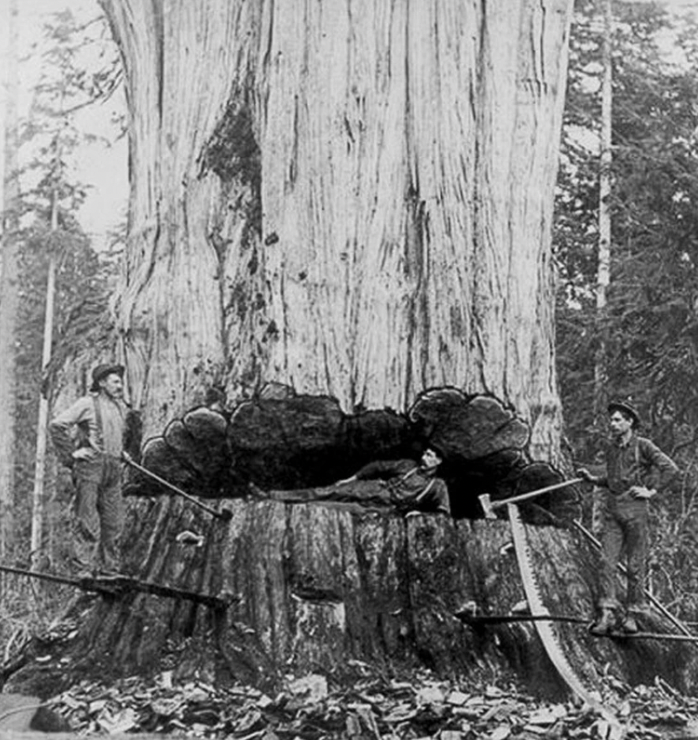 Lumberjacks cut down a massive redwood in the forests of the American Northwest, 1902.