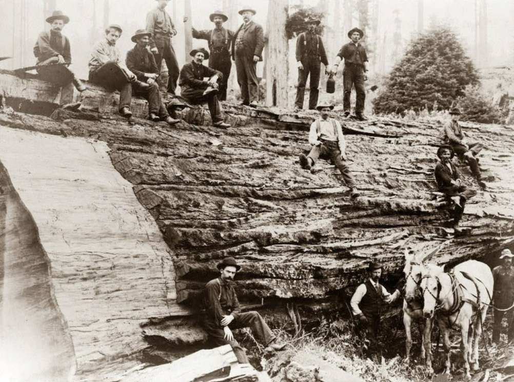 A group of lumberjacks who have just downed a giant Sequoia in California,1905.