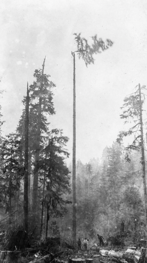 A high rigger cuts the top off a tree as his colleagues watch from below, British Columbia circa 1920.