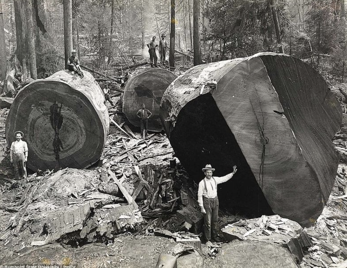 1910s - era lumberjacks working among the redwoods in Humboldt County, California, when tree logging was at its peak.