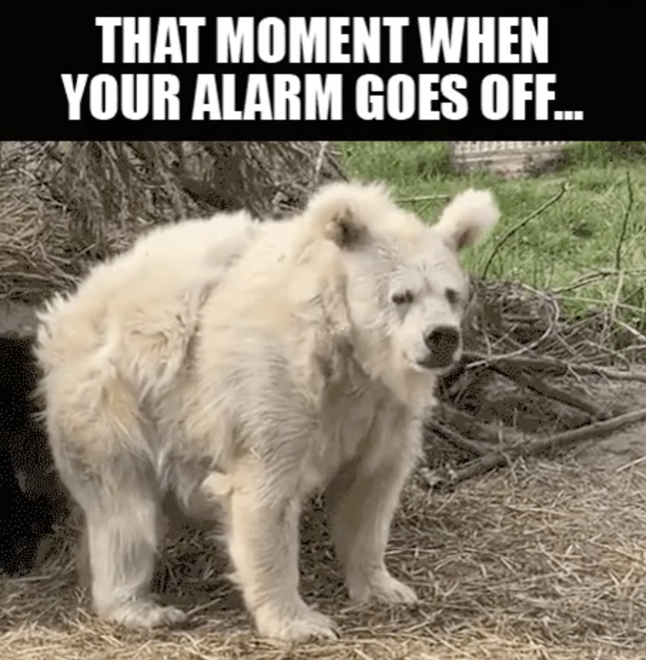 white bear waking up - That Moment When Your Alarm Goes Off...