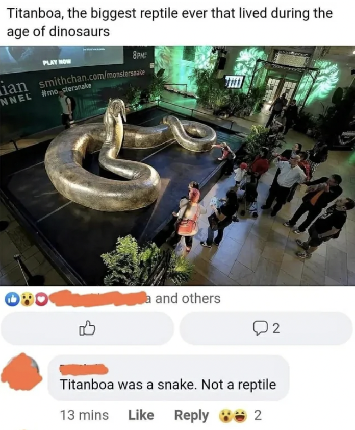 40 feet long snake - Titanboa, the biggest reptile ever that lived during the age of dinosaurs Play Now 8PM ian smithchan.commonstersale Nnel stersnake a and others Q2 Titanboa was a snake. Not a reptile 13 mins 2
