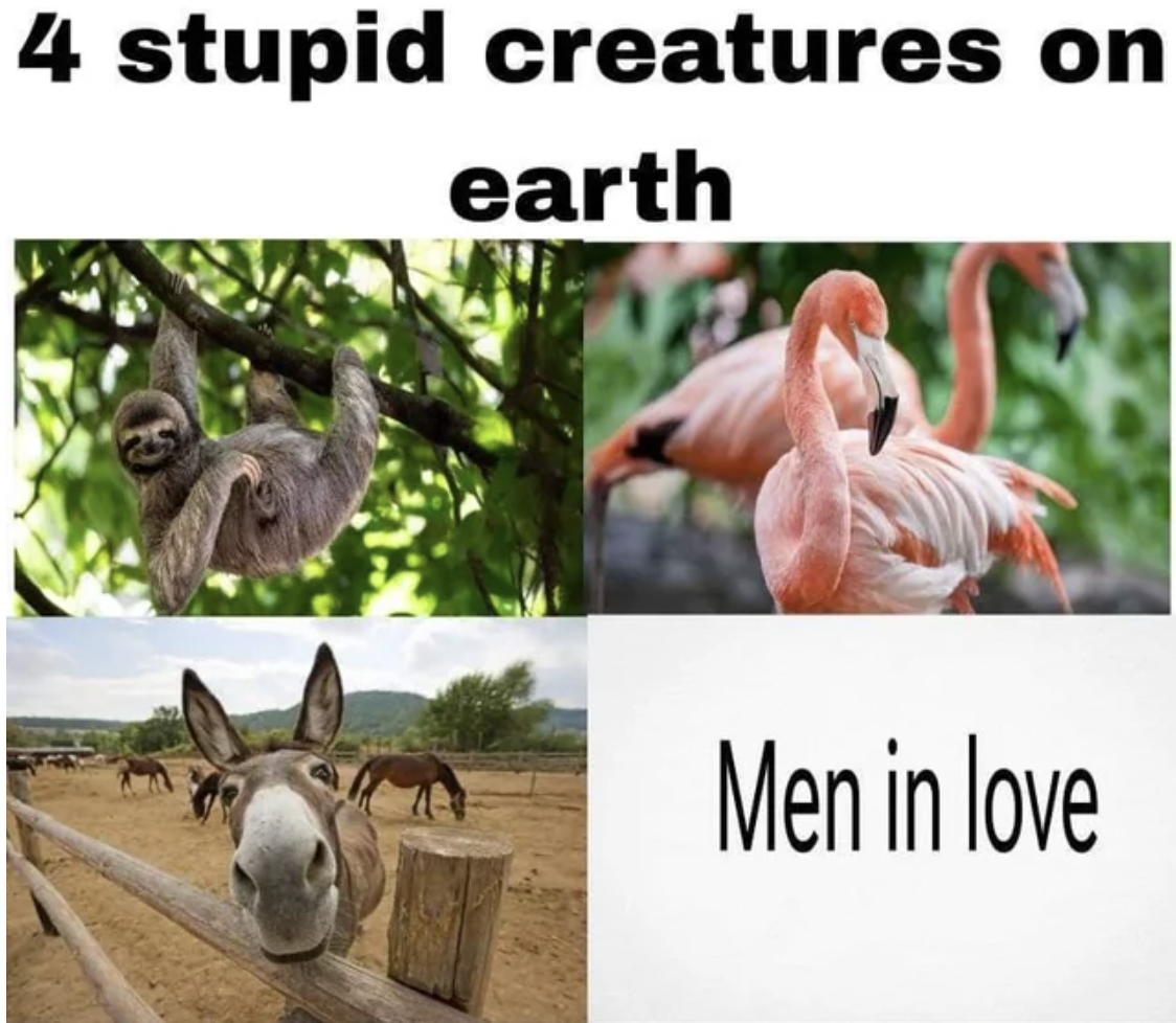 flamingo - 4 stupid creatures on earth Men in love
