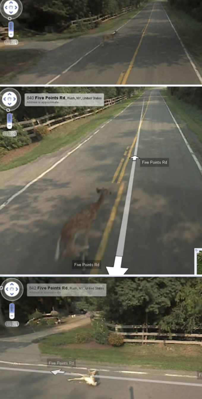 google earth deer hit by car - 040 Five Points 4 The P