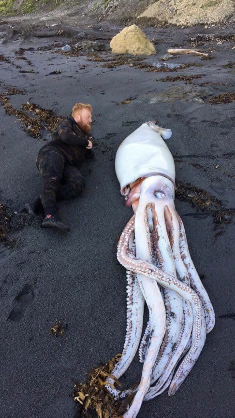 giant squid with human
