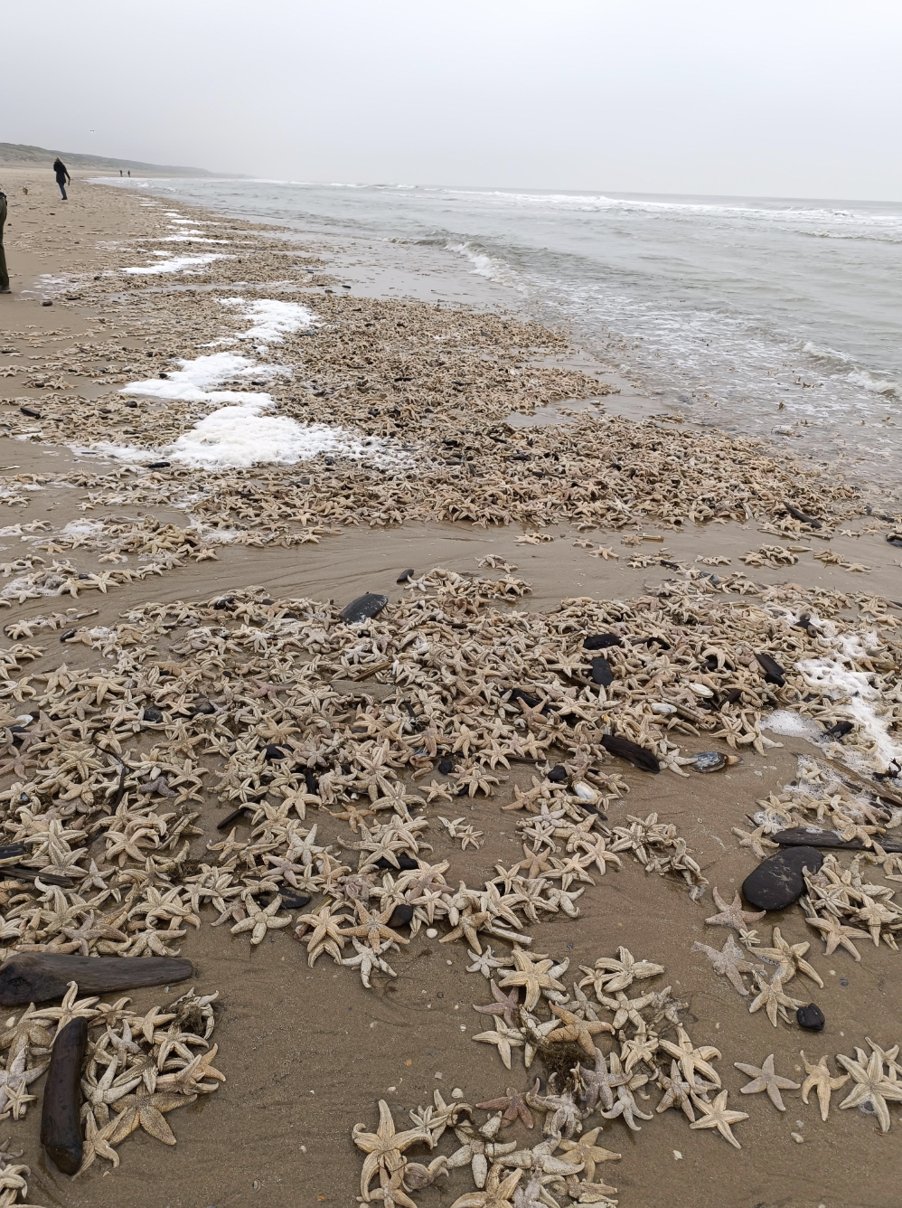 Thousands of starfish washed up on shore in the Netherlands.