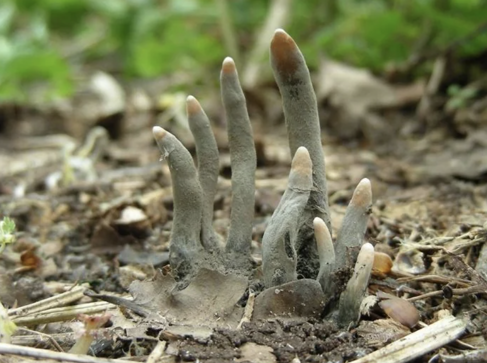 dead man's fingers fungus