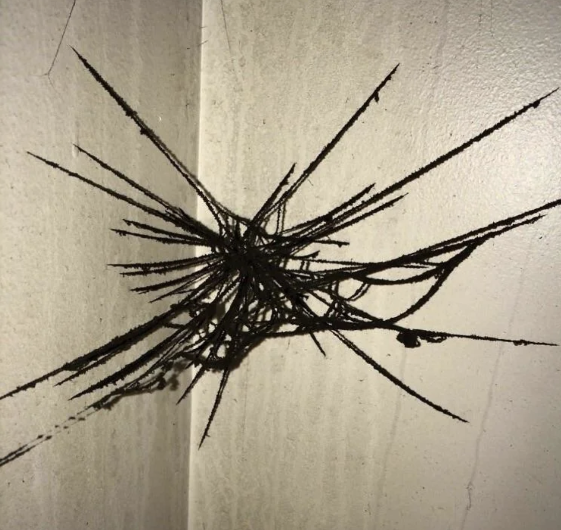 ash spider web