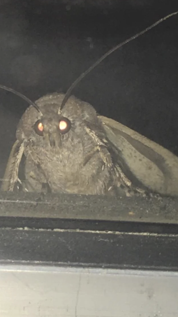 backrooms female death moths