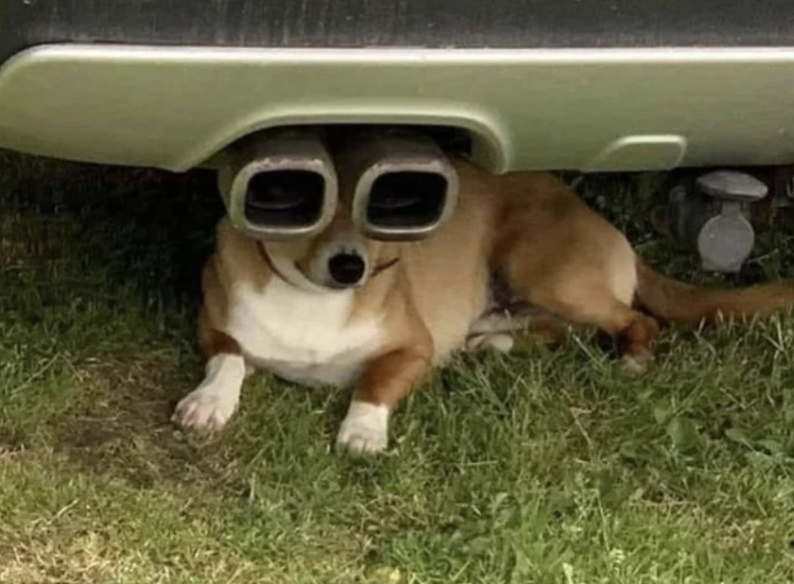 dog car exhaust meme - O