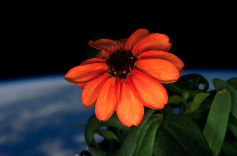 Earth behind a flower grown on the International Space Station
