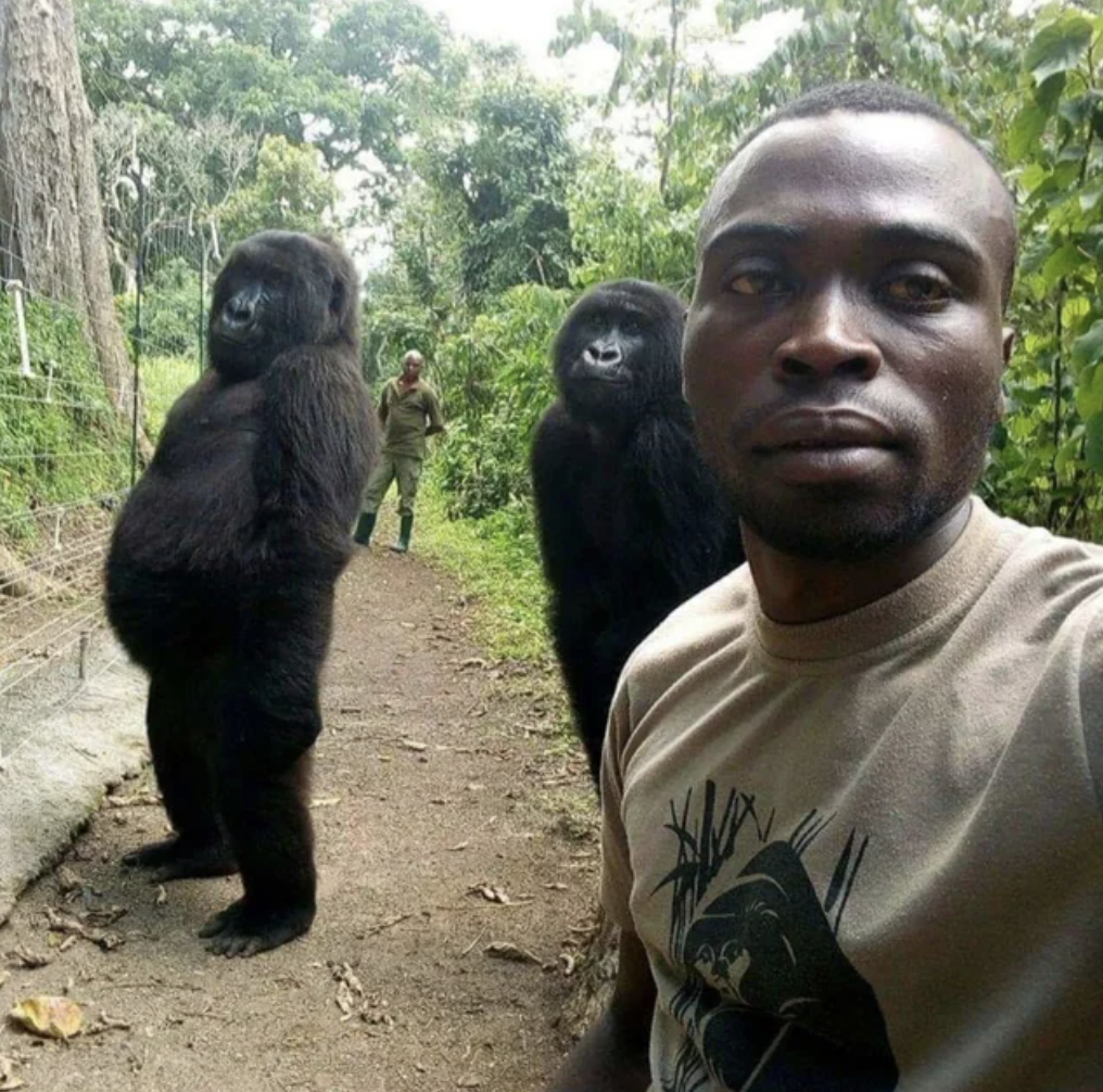 congo gorillas