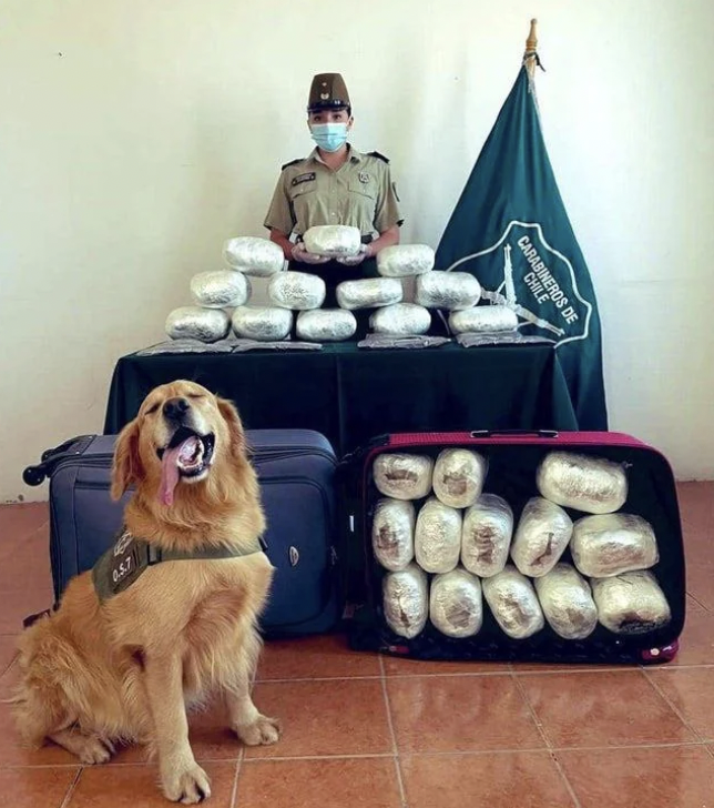 Darwin, the police dog in Chile, poses after yet another successful 'drug bust.' This is the only cop here who should be proud. 