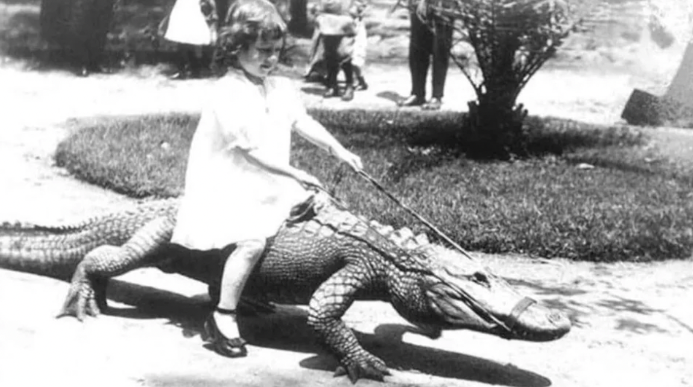 alligator farm 1920