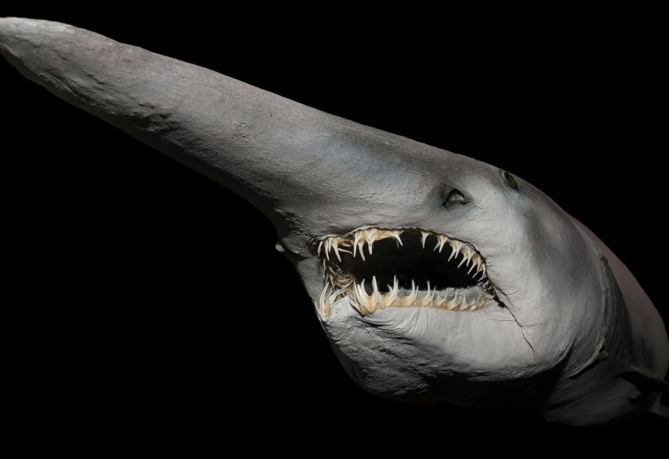Deep Sea Goblin Shark. Don't look up a video of these things eating. I said don't. 
