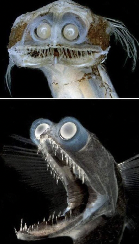 telescope fish