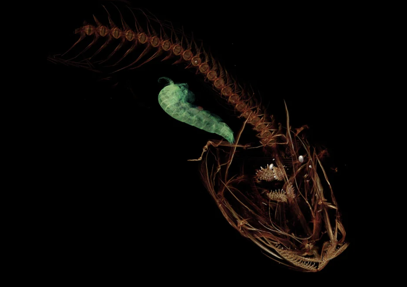 deepest fish in the ocean