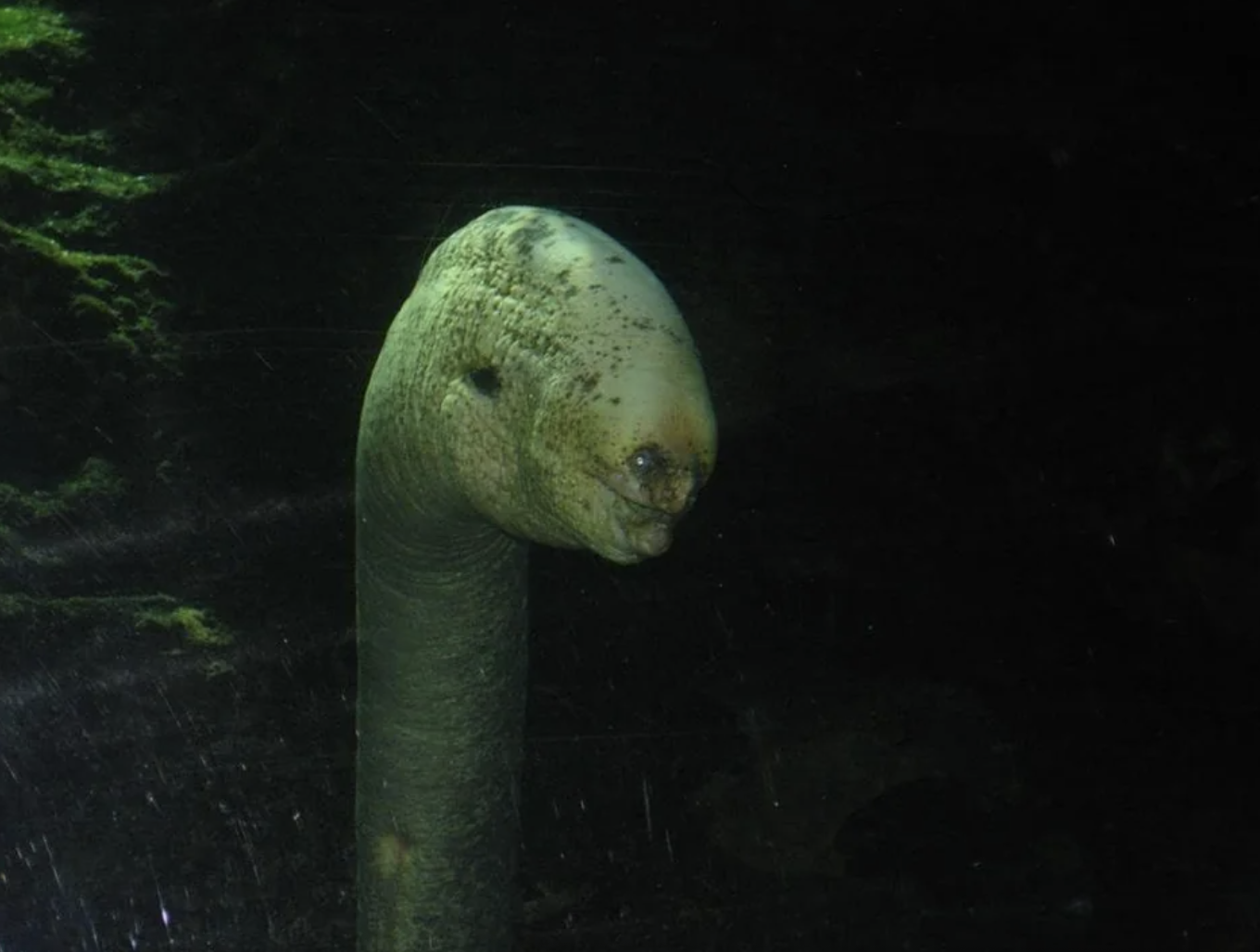 scary eel