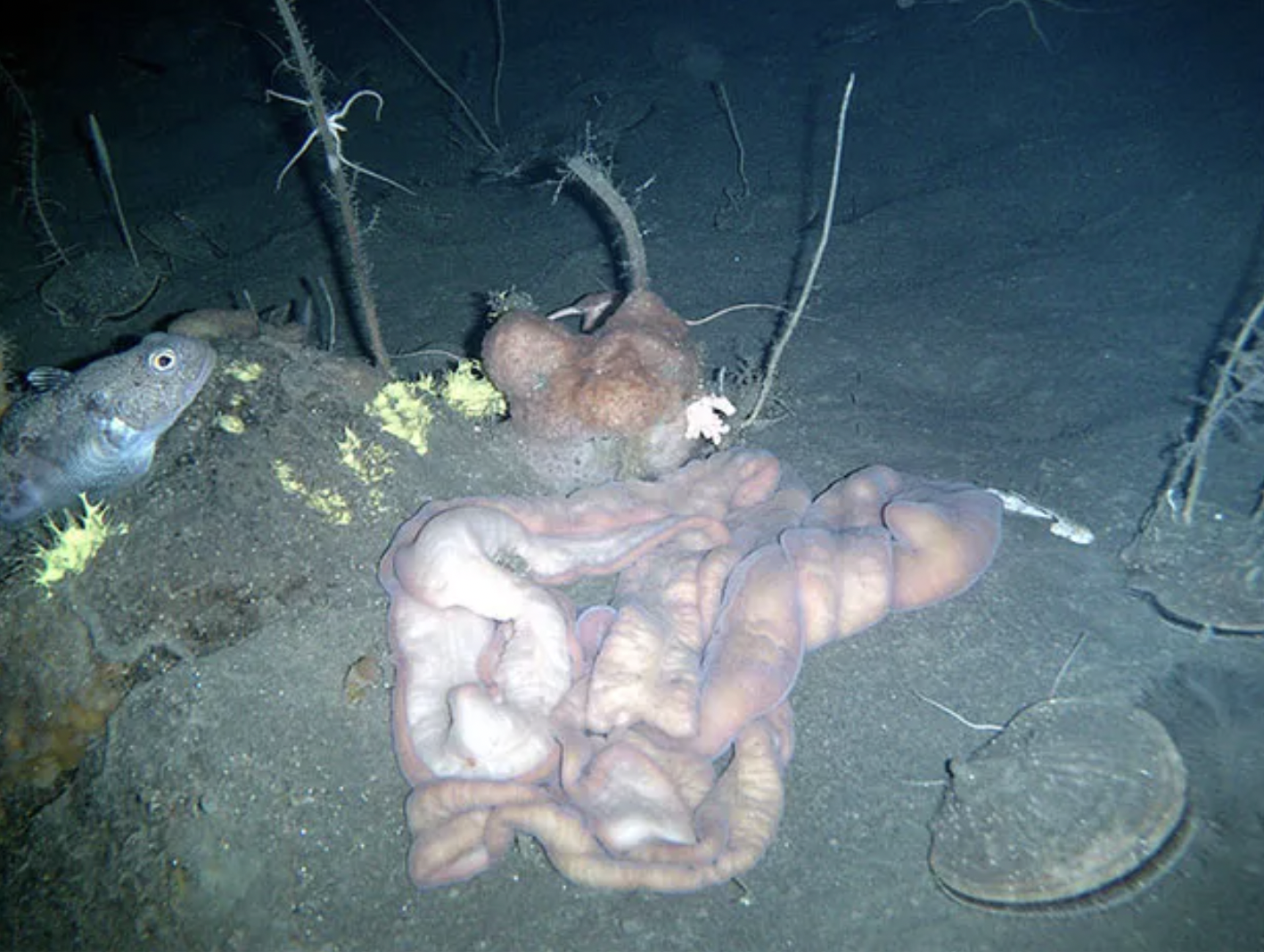 proboscis worm deep sea