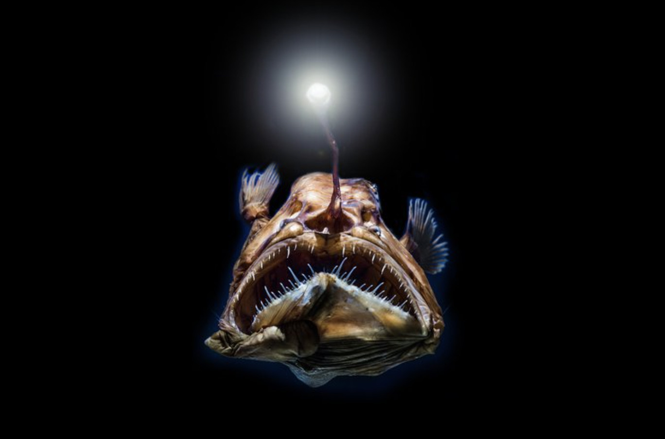 angler deep sea fish
